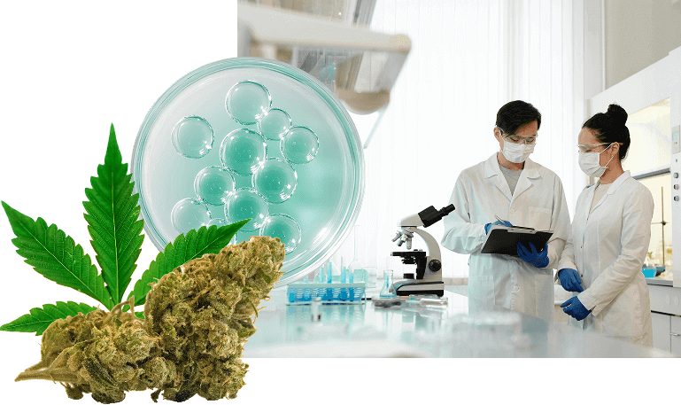 Cannabis Product Testing